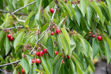 Bulutlu bir günde, yaz bahçesinde, ağaç dalları ve yeşil yapraklarla küçük, olgun kirazlar, organik sağlıklı yiyeceklerle dolu doğal bir arka plan.