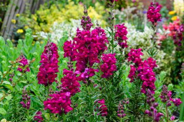 Büyük Britanya 'da güneşli bir bahar bahçesinde canlı koyu pembe ejderha çiçekleri veya aslanağzı ya da Antirrhinum, tipik İngiliz kır evinin doğal arka planı dekore edilmiş bahçe.