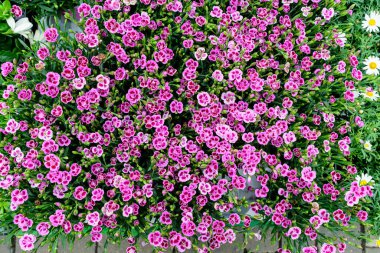 Bahar güneşli bahçesinde taze pembe karanfil çiçekleri (Dianthus caryophyllus) ve yeşil yapraklar, üst manzara veya çiçekli arka plan düzlüğü
