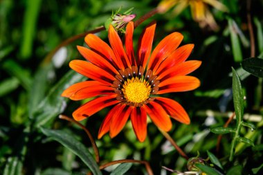 Bulanık arkaplanı olan koyu turuncu bir gazania çiçeğine yakın, yumuşak odaklı, güneşli bir yaz gününde bir bahçede.