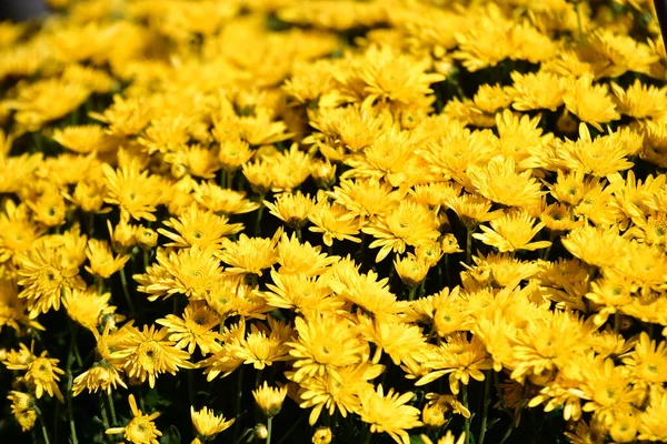 在一个阳光明媚的秋日 小布什在花园里放着鲜活的黄色菊花 从上面看去 拍得软绵绵的 — 图库照片