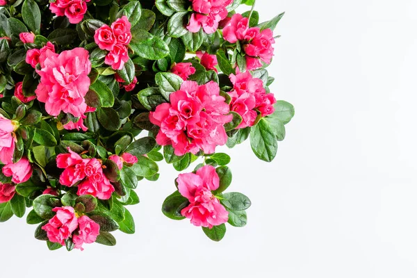 Canlı pembe magenta açelyayı ya da Rhododendron bitkisine yakın beyaz bir masada izole edilmiş kahverengi bir tencerede çiçeklerle dolu, yazı için yeri olan, Sevgililer Günü ya da Anneler Günü için