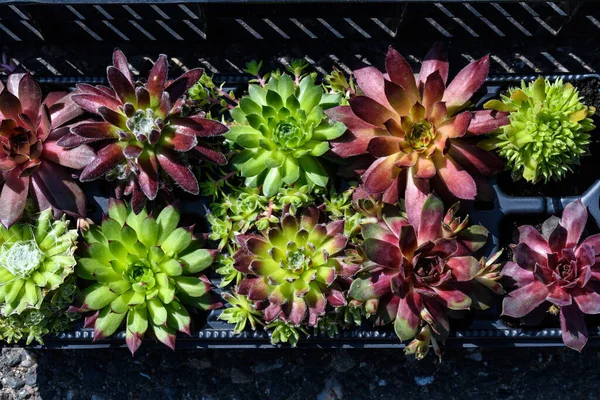 Háttér Különböző Vegyes Kis Piros Zöld Zamatos Növények Friss Levelek — Stock Fotó