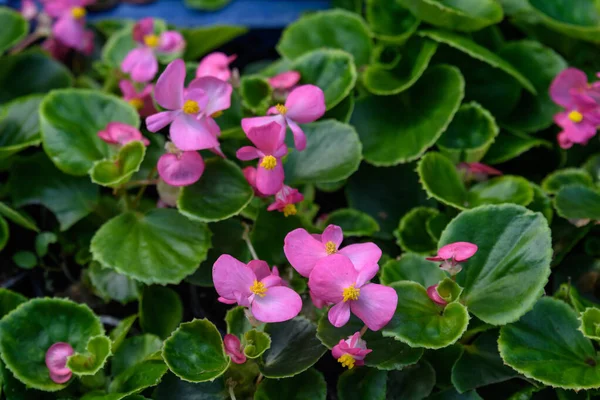 庭に植えられる準備ができている小さなポットで新鮮な緑の葉を持つピンクベゴニアの花のトップビュー 鮮やかな花の背景 — ストック写真