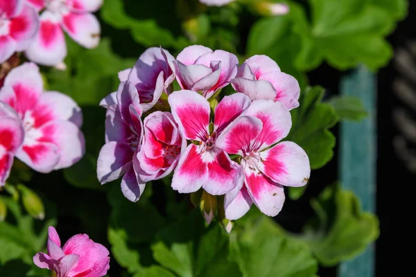 ピンクと赤のペラルゴニウムの花 一般的にゲラニウム ペラルゴニウムまたはストークスビルとして知られています と新鮮な緑の葉 多色の自然なテクスチャの閉鎖 — ストック写真