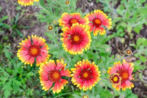 Sok Élénk Piros Sárga Gaillardia Virágok Közös Neve Takaró Virág — Stock Fotó