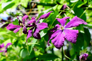 Birçok narin mor klematis çiçeği, gezgin neşe, deri çiçek ya da vazo asması olarak da bilinir, güneşli bir bahar bahçesinde, güzel bir açık hava çiçekli arka planda yumuşak bir odak ile fotoğraflanmıştır.