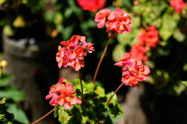 Élénk Vörös Pelargonium Virágok Közismert Nevén Muskátlik Pelargoniumok Vagy Gólyalevelek — Stock Fotó