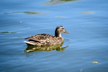 Güneşli bir yaz gününde, bir gölde kahverengi bir ördek.