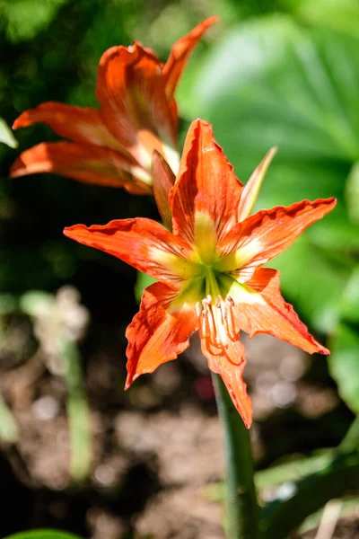 Mnoho Malých Živých Oranžové Červené Květy Lilium Nebo Lily Rostlin — Stock fotografie