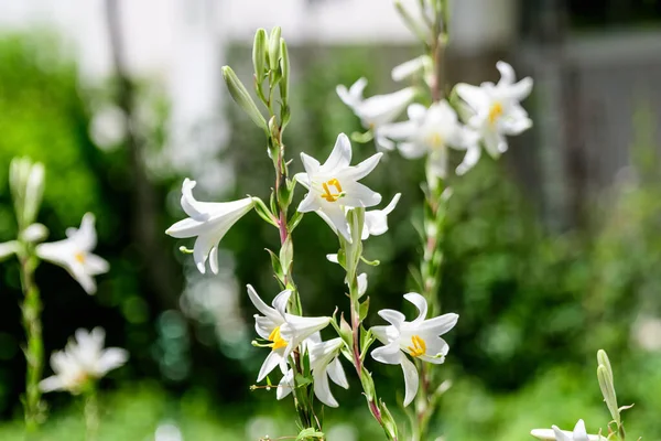 Muchas Grandes Flores Blancas Delicadas Lilium Planta Lirio Jardín Estilo —  Fotos de Stock