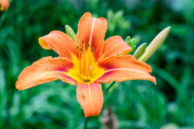 Lilium ya da Lily 'nin pek çok canlı portakal çiçeği güneşli bir yaz gününde İngiliz kır evi bahçesinde çiçek açar. Açık hava çiçeklerinin arka planında yumuşak bir odak noktasıyla çekilir.
