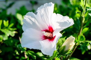 Cornus kousa ağacının beyaz narin çiçeği, genel olarak ousa, kousa, Çin, Kore ve Japon odun ağacı olarak bilinir, ve yeşil yapraklar güneşli bir bahar günü bahçesinde güzel bir açık hava çiçek arka planında.