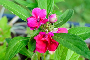 Güneşli bir yaz bahçesinde canlı kırmızı sabırsız Walleriana çiçeklerini kapatın. Güzel bir açık hava çiçekli arka plan. Yumuşak odaklı fotoğraflanmış.