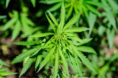 Kentsel bir bahçede yetiştirilen taze yeşil organik kenevir ya da kenevir yaprakları, bir yaz günü, güzel tek renkli yeşil arka plan yumuşak odaklı, kentsel bahçe ile fotoğraflanmıştır.