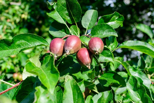 Pequeñas Jóvenes Frutas Verdes Rojas Hojas Gran Manzano Luz Solar — Foto de Stock