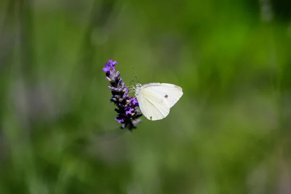 Uma Pequena Borboleta Flores Lavanda Azul Dia Ensolarado Verão Escócia — Fotografia de Stock