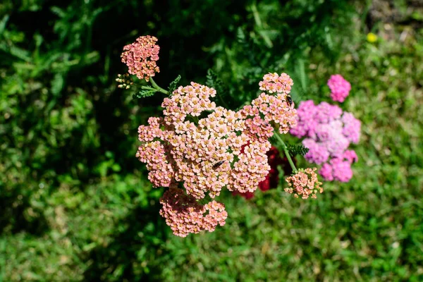 Закрыть Красивые Ярко Розовые Цветки Магенты Растения Achillea Millefolium Широко — стоковое фото