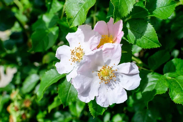 Μπους Πολλά Ευαίσθητα Λευκά Και Ροζ Τριαντάφυλλα Πλήρη Άνθιση Και — Φωτογραφία Αρχείου