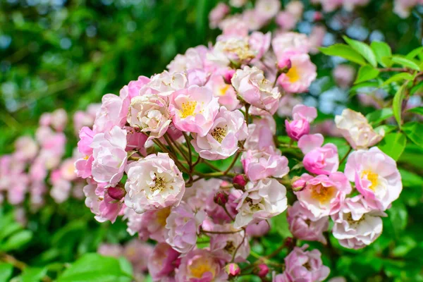 Bush Con Molte Delicate Rose Bianche Rosa Piena Fioritura Foglie — Foto Stock