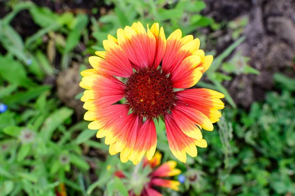 Ovanifrån Levande Gul Och Röd Gaillardia Blomma Vanligt Namn Filt — Stockfoto