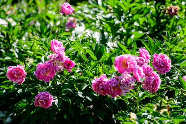 Bush Con Molti Grandi Fiori Peonia Rosa Vivaci Delicati Giardino — Foto Stock