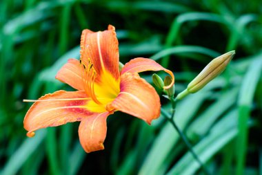 Lilium ya da Lily 'nin pek çok canlı portakal çiçeği güneşli bir yaz gününde İngiliz kır evi bahçesinde çiçek açar. Açık hava çiçeklerinin arka planında yumuşak bir odak noktasıyla çekilir.