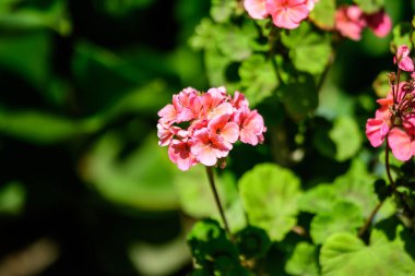 Canlı pembe Pelargonium çiçekleri (yaygın olarak sardunya, pelargonyum ya da leylek gagaları olarak bilinir) ve güneşli bir bahar gününde bahçedeki bir kaptaki taze yeşil yapraklar, çok renkli doğal dokular, pelargoniumlar, leylek gagaları, mevsim, botanik, spri