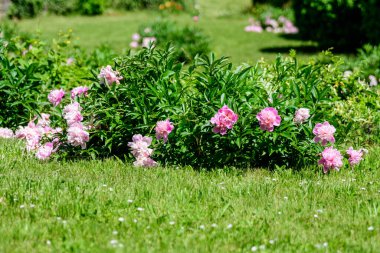 Güneşli bir bahar gününde, İngiliz kır evi tarzında bahçesinde çok sayıda canlı pembe şakayık çiçekleri olan Bush, güzel açık hava çiçekleri seçici bir odak noktasıyla fotoğraflandı.