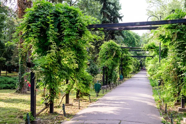 Minimalist Garden Landscape Linden Trees Green Leaves Grey Alley Sunny — Stock Photo, Image