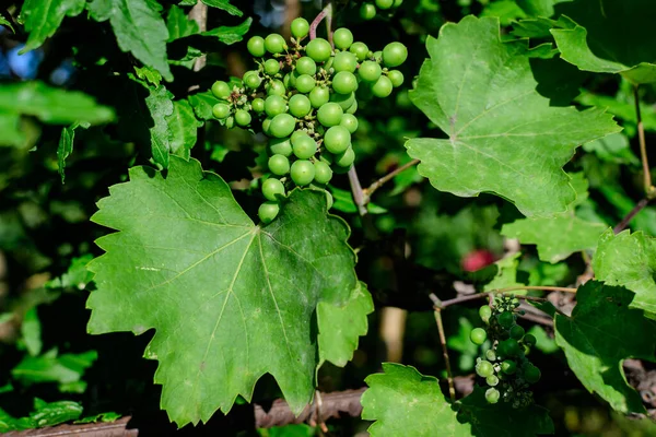 Delicadas Frutas Pequeñas Hojas Verdes Vid Jardín Soleado Verano Hermoso —  Fotos de Stock