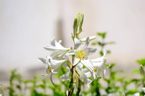 Muitas Grandes Flores Brancas Delicadas Lilium Lily Planta Jardim Estilo — Fotografia de Stock