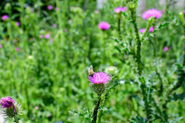 在阳光明媚的夏日 英国苏格兰的国花和象征苏格兰的花园里 红豆杉属植物 俗称麝香或点点头的无毛蓟 芬芳艳丽的粉色和紫色花朵 — 图库照片