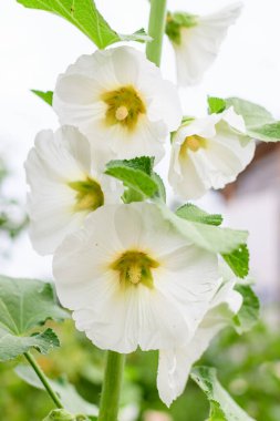 Althaea officinalis bitkisinin birçok narin beyaz çiçeği, genellikle bir İngiliz kır evinin bahçesinde marsh-mallow olarak bilinir güneşli bir yaz gününde, güzel bir açık hava çiçek arka planında
