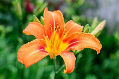 Lilium ya da Lily 'nin pek çok canlı portakal çiçeği güneşli bir yaz gününde İngiliz kır evi bahçesinde çiçek açar. Açık hava çiçeklerinin arka planında yumuşak bir odak noktasıyla çekilir.