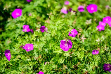 Geranium pratense ait pek çok narin açık mavi çiçek, yaygın olarak bilinen adıyla yabani bitki.