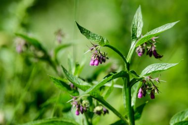 Symphytum officinale 'in küçük mavi çiçekleri, genellikle Quaker comfrey olarak bilinir, ekilmiş kuş, boneset, örgü, konsound veya kaygan kök, güneşli bir bahar bahçesinde yeşil çimlerle çevrili