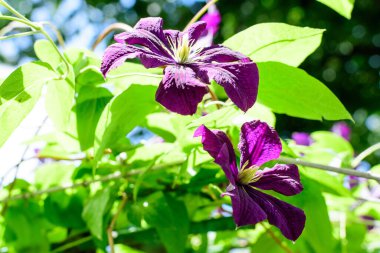 Birçok narin mor klematis çiçeği, gezgin neşe, deri çiçek ya da vazo asması olarak da bilinir, güneşli bir bahar bahçesinde, güzel bir açık hava çiçekli arka planda yumuşak bir odak ile fotoğraflanmıştır.