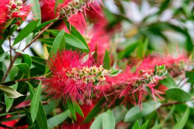 Kırmızı Callistemon çiçekleri, genellikle şişe fırçası olarak bilinir, güneşli bir yaz gününde bir bahçede.