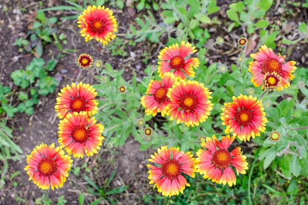 Viele Lebhafte Rote Und Gelbe Gaillardia Blüten Gebräuchliche Bezeichnung Deckenblume — Stockfoto