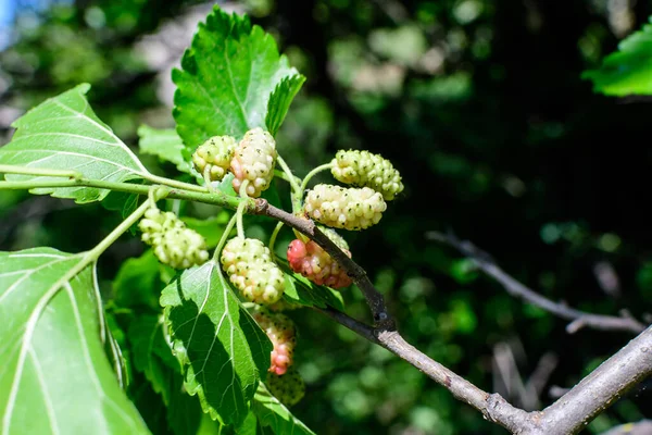 Pequeñas Moras Color Rosa Silvestre Blanco Con Ramas Árbol Hojas —  Fotos de Stock