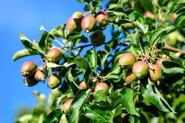 Jovens Pequenos Frutos Verdes Vermelhos Folhas Uma Grande Macieira Luz — Fotografia de Stock