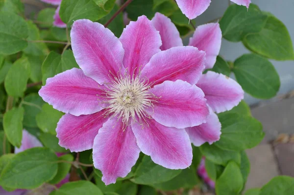 Primer Plano Una Flor Clematis Púrpura Claro Jardín Soleado Primavera — Foto de Stock