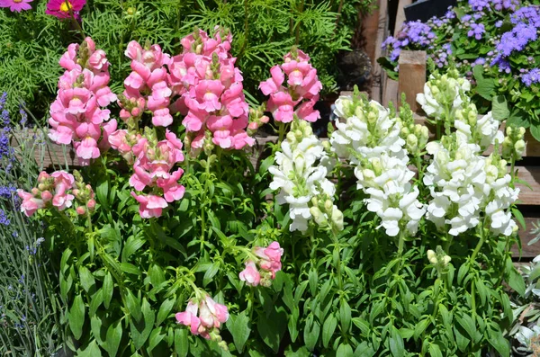 Fehér Rózsaszín Sárkányvirágok Vagy Snapdragons Vagy Antirrhinum Egy Napos Tavaszi — Stock Fotó