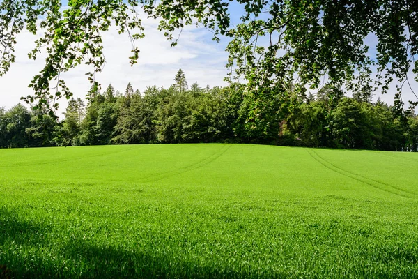 Minimalist landscape with line with green trees and grass in a sunny day in Scotland, United Kingdom, with space for text