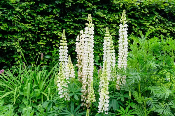 Glans Van Witte Bloemen Van Lupinus Algemeen Bekend Als Lupine — Stockfoto