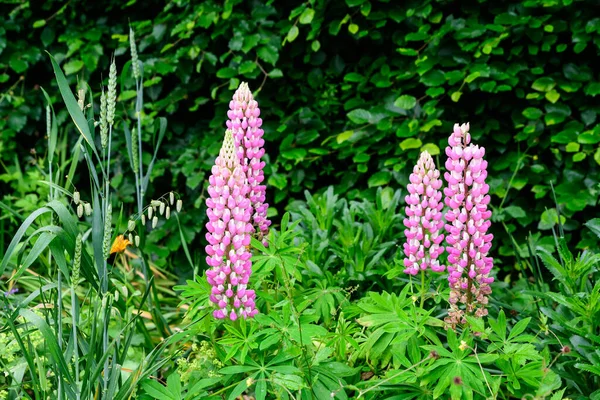 Glose Růžové Květy Lupinus Běžně Známý Jako Lupin Nebo Vlčí — Stock fotografie