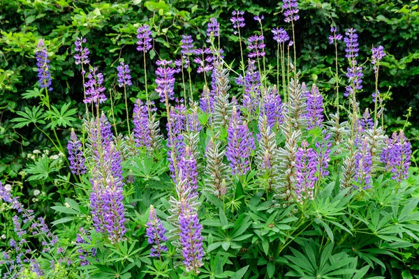 Glose Blue Flowers Lupinus Közismert Nevén Csillagfürt Vagy Csillagfürt Teljes — Stock Fotó