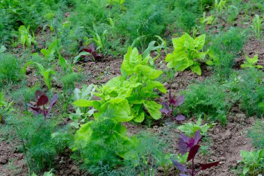 Taze yeşil organik bitkiler ve dereotu yaprakları, kırmızı ve sarı bahçe hamuru ve mısır, bir yaz günü geleneksel sebze bahçesinde, seçici bir odak