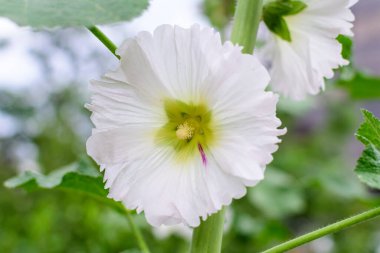 Althaea officinalis bitkisinin birçok narin beyaz çiçeği, genellikle bir İngiliz kır evinin bahçesinde marsh-mallow olarak bilinir güneşli bir yaz gününde, güzel bir açık hava çiçek arka planında